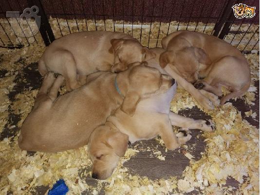 Labradol σκυλιά και κουτάβια προς πώληση